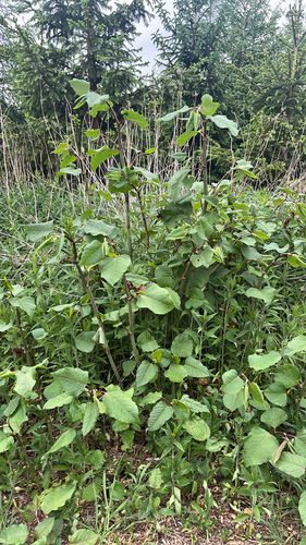 Japanese knotweed