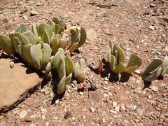 Acrodon purpureostylus