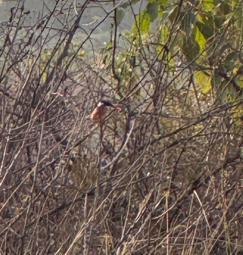 iNaturalist image