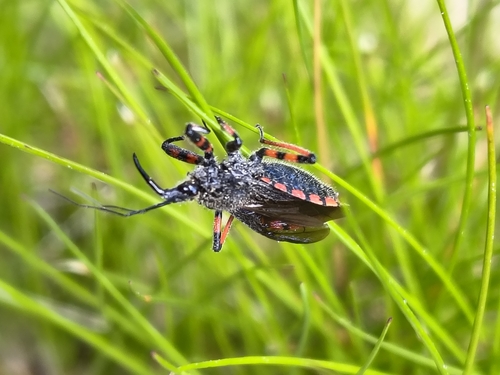Rhynocoris annulatus