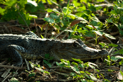 Caiman