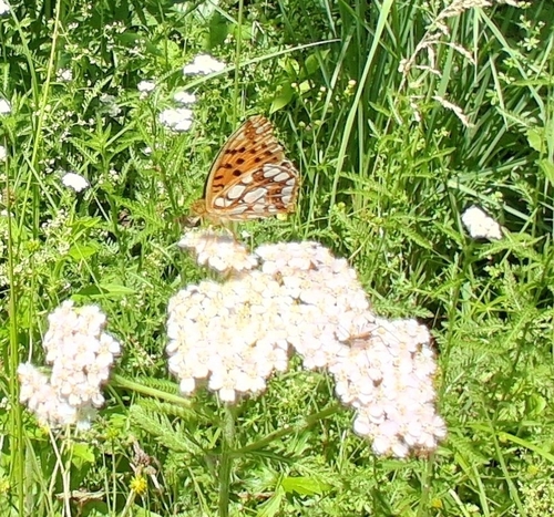 Queen of Spain Fritillary