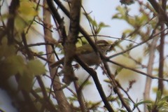 Phylloscopus coronatus