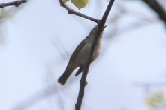 Phylloscopus coronatus