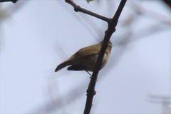 Phylloscopus coronatus