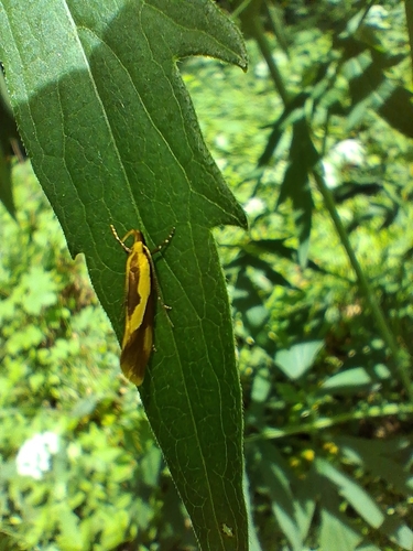 Harpella forficella