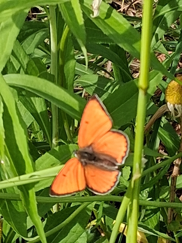Large Copper