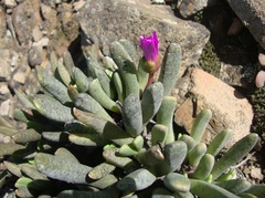 Brianhuntleya intrusa