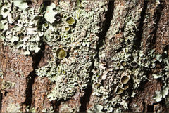 Austroparmelina pseudorelicina