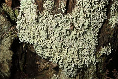 Hypogymnia pulverata