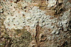 Pertusaria pertractata