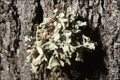 Ramalina inflata