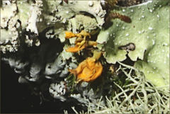 Teloschistes velifer