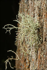 Usnea inermis