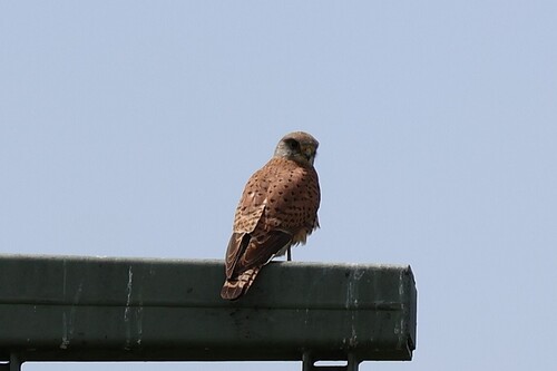 Eurasian Kestrel