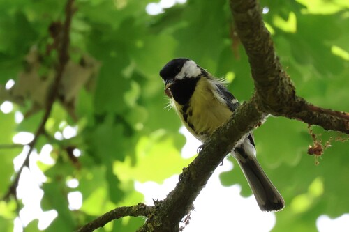Great Tit