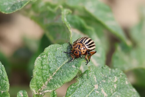 Colorado Potato Beetle