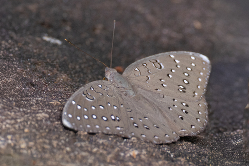 Guineafowl Butterfly