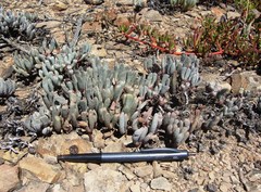 Brianhuntleya intrusa