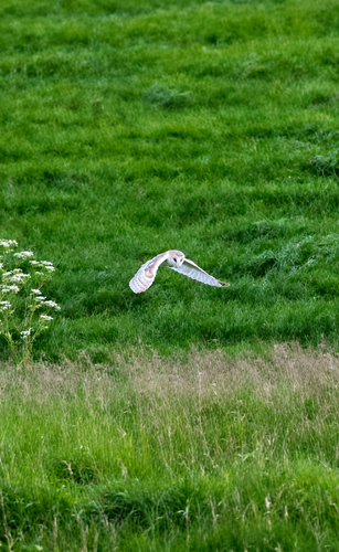 Western Barn Owl observed by accalias