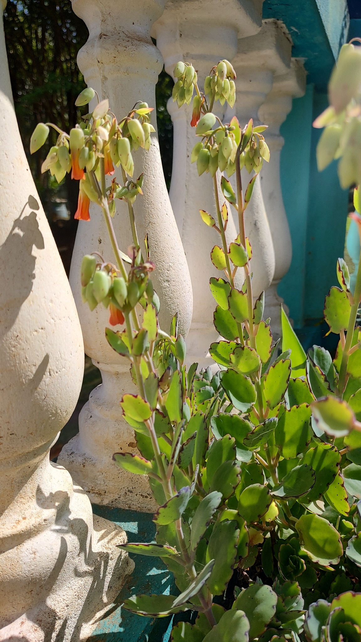 Kalanchoe laxiflora