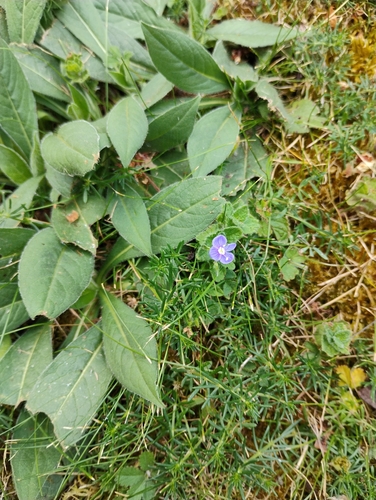 Germander Speedwell