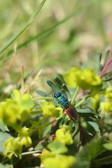 Chrysis terminata