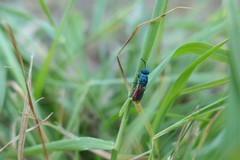 Chrysis terminata
