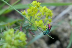Chrysis terminata