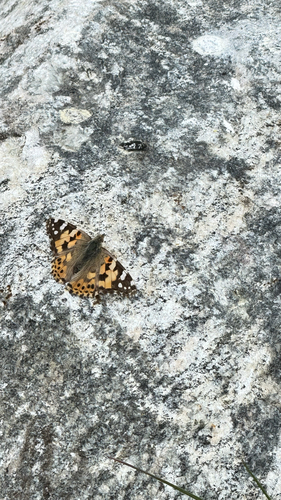 Painted Lady