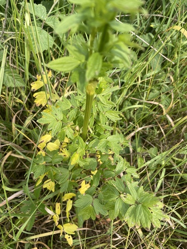 Common Meadow-rue