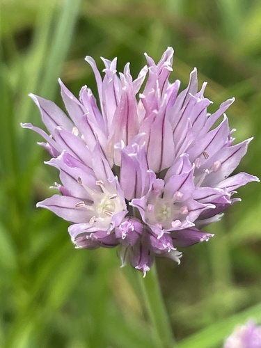 Chives