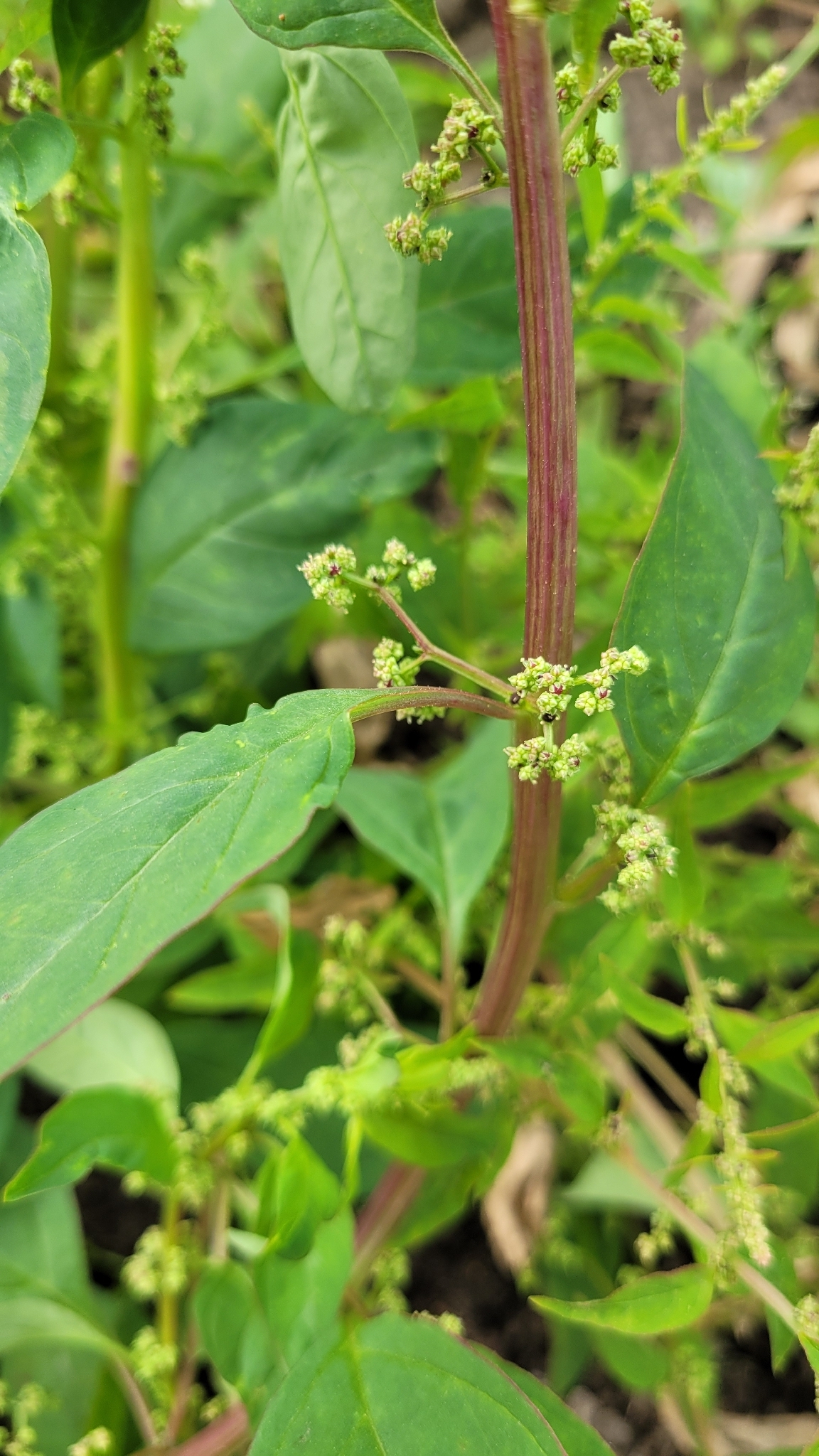Imagem de Lipandra polysperma