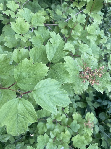 guelder-rose