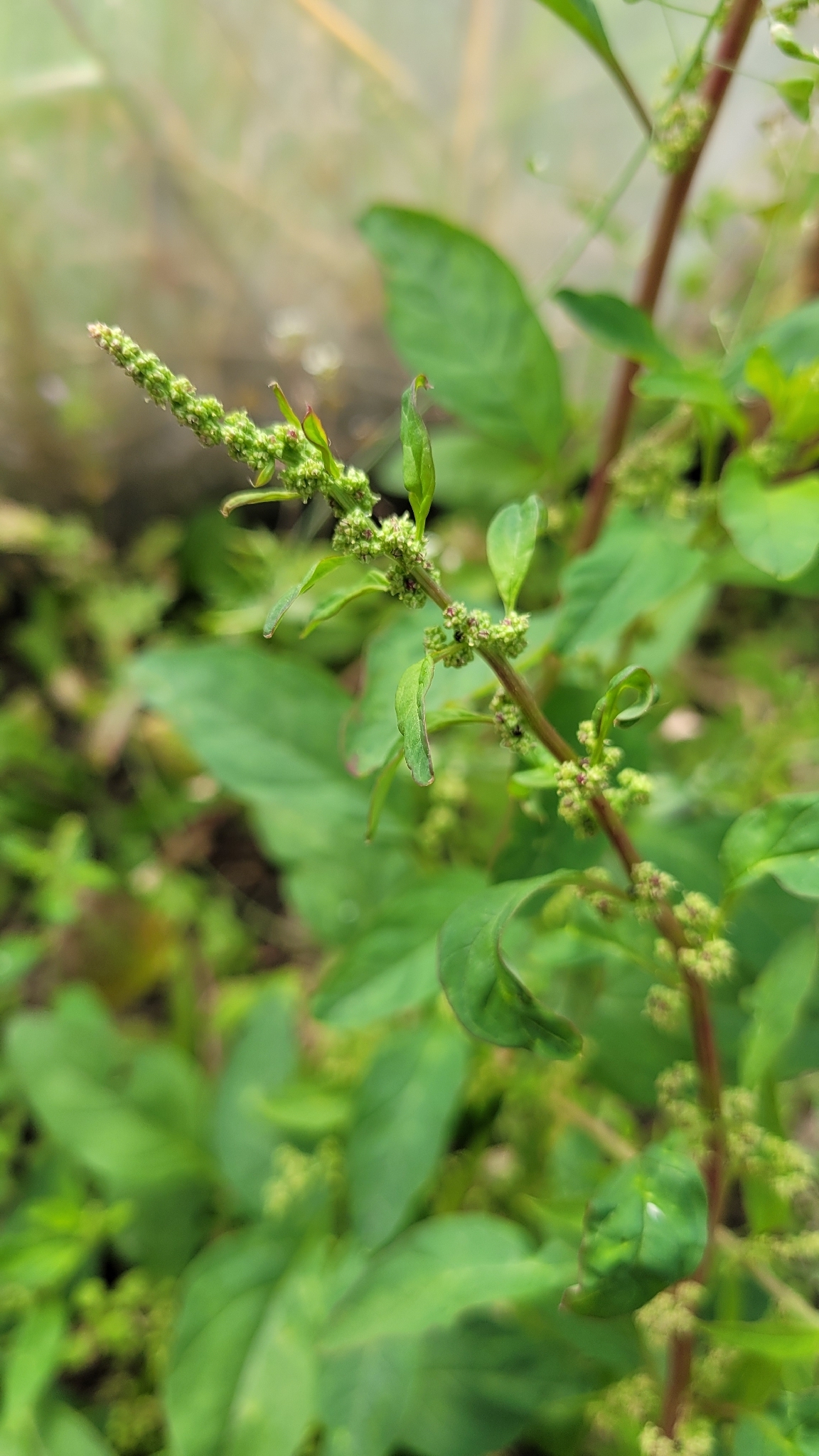 Imagem de Lipandra polysperma