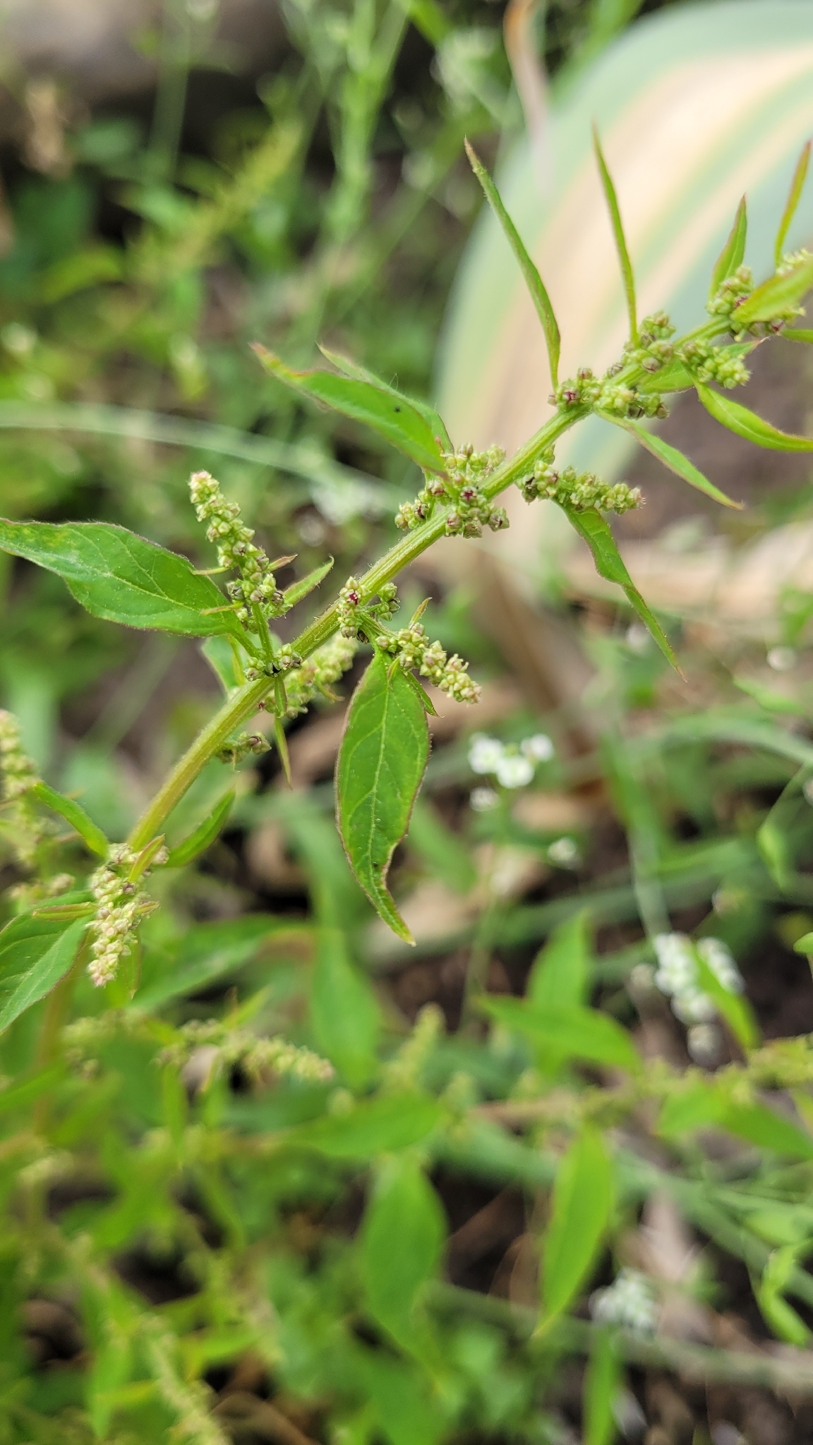 Imagem de Lipandra polysperma