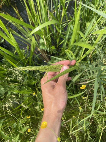 reed meadowgrass
