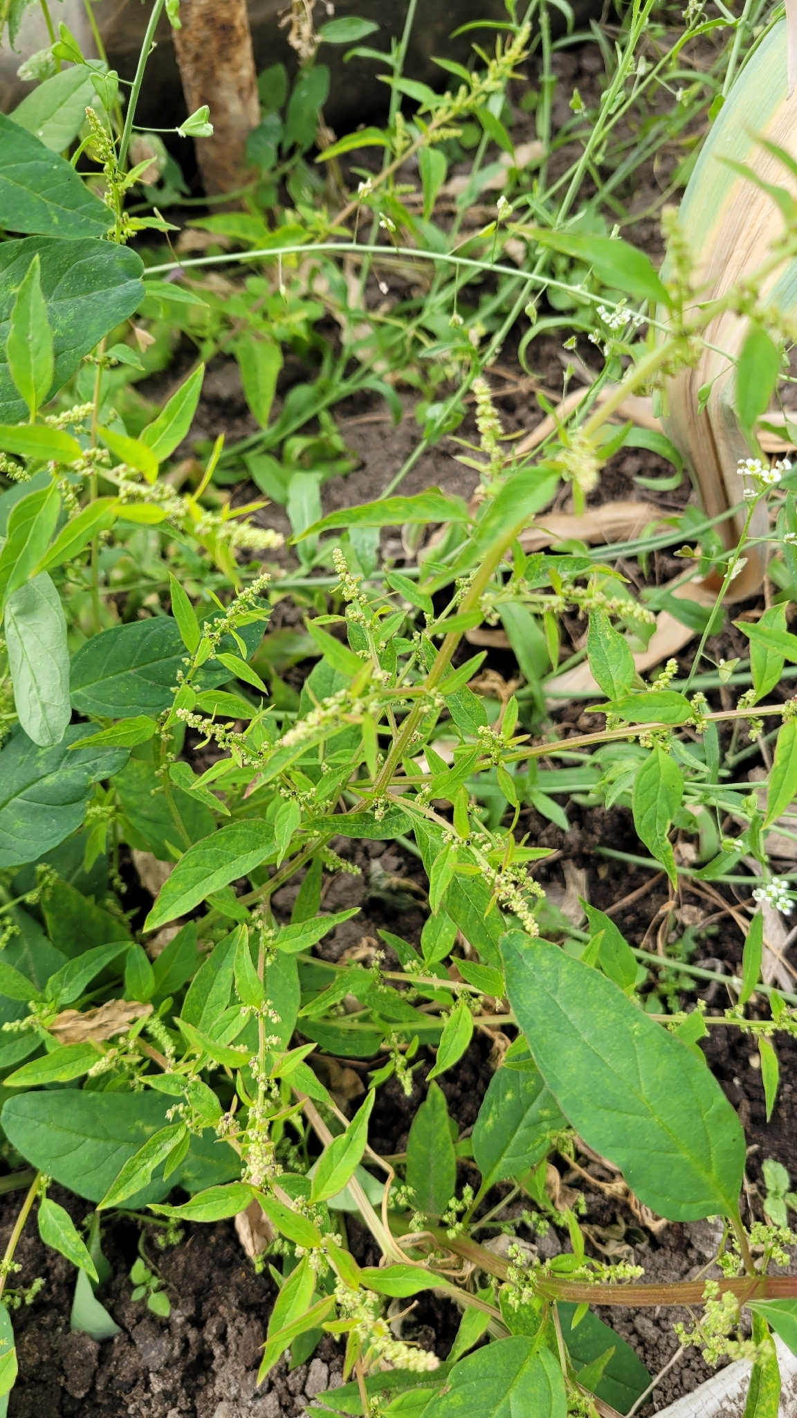 Imagem de Lipandra polysperma