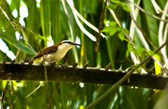 Campylorhynchus