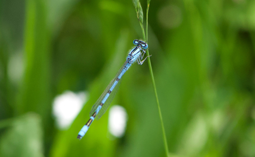 Common Blue Damselfly