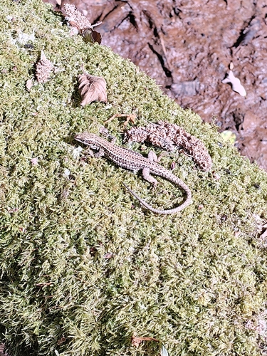 Common Wall Lizard