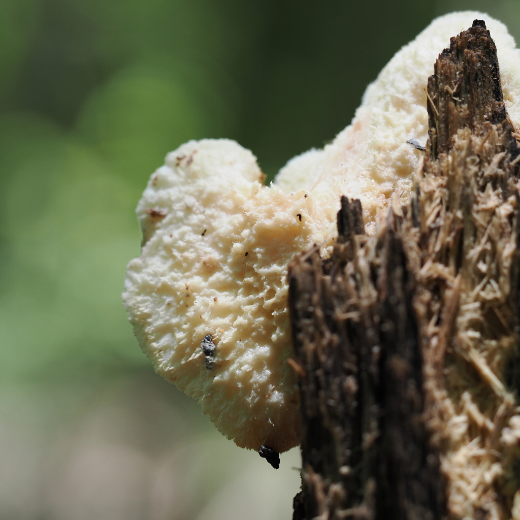 Donkia pulcherrima · May 2026 · photo: Photo: (c) Sean Golden, some rights reserved (CC BY) · iNaturalist