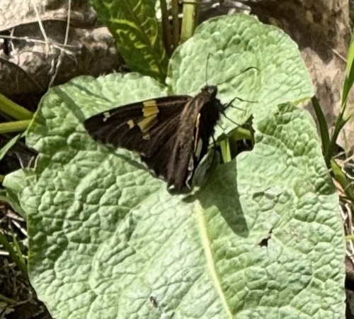 Silver-spotted Skipper