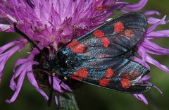 Zygaena filipendulae