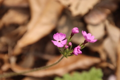 Primula sieboldii