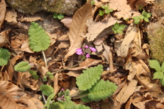 Primula sieboldii