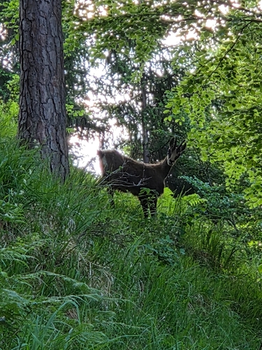 Northern Chamois