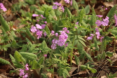 Primula sieboldii