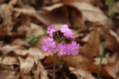 Primula sieboldii