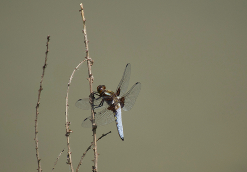 Broad-bodied Chaser